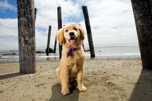 Lire la suite à propos de l’article Viajar en vacaciones con mascotas